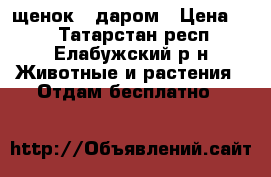 щенок   даром › Цена ­ 1 - Татарстан респ., Елабужский р-н Животные и растения » Отдам бесплатно   